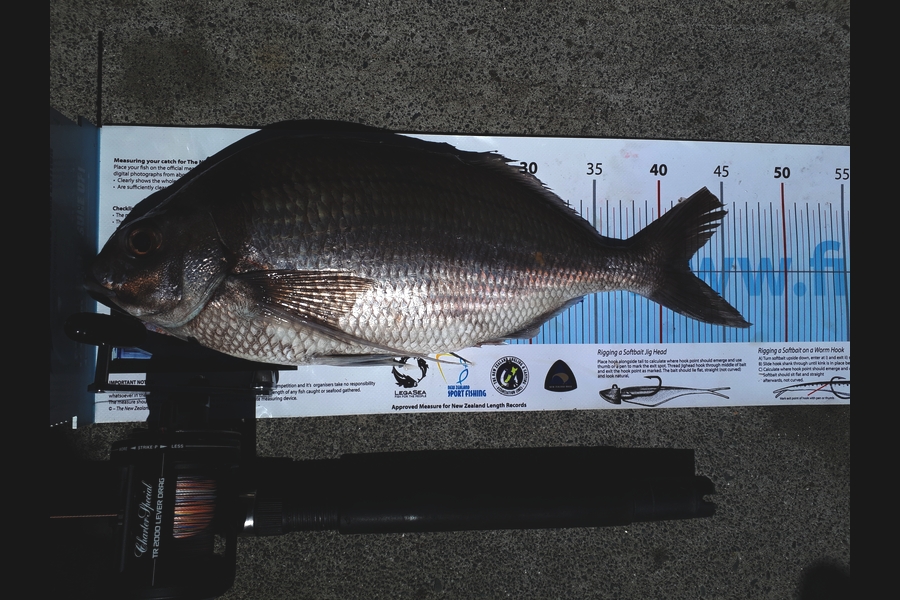 Craig Miller caught this 42.0cm Tarakihi at Gisborne during The Export NZ Fishing Competition